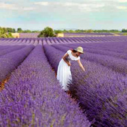 Provence Baskets